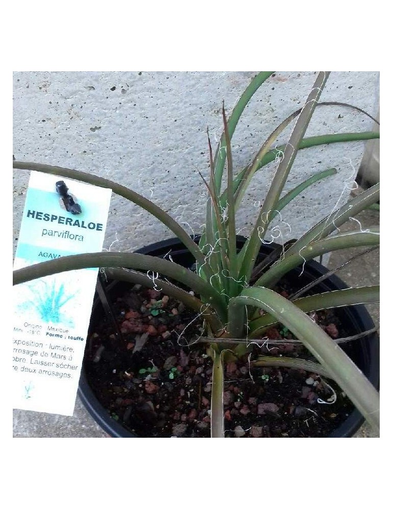 HESPERALOE parviflora