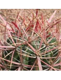 FEROCACTUS gracilis v. coloratus