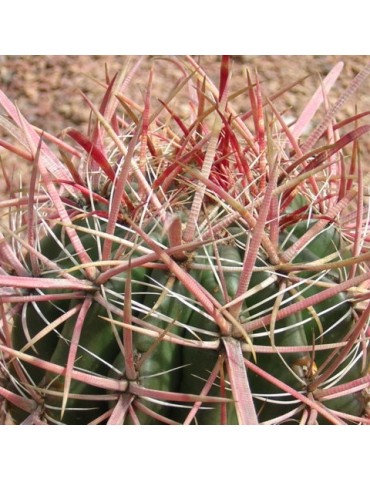 FEROCACTUS gracilis v. coloratus