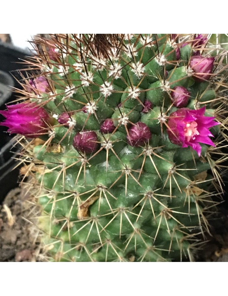 MAMMILLARIA ernestii