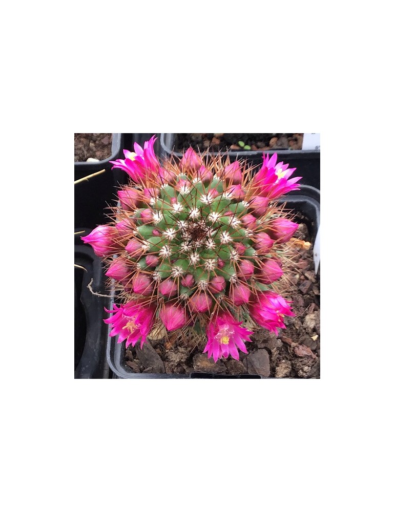 MAMMILLARIA ernestii