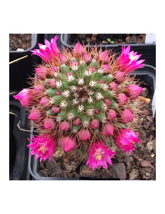 MAMMILLARIA ernestii