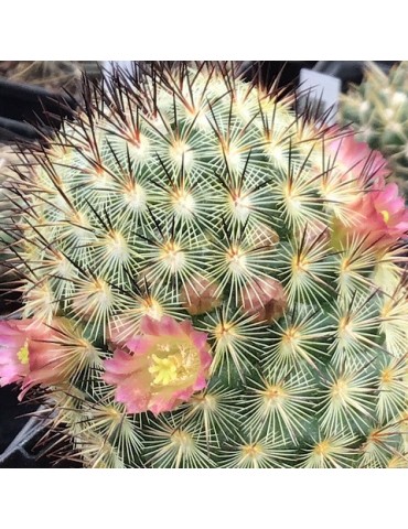 MAMMILLARIA microhelia