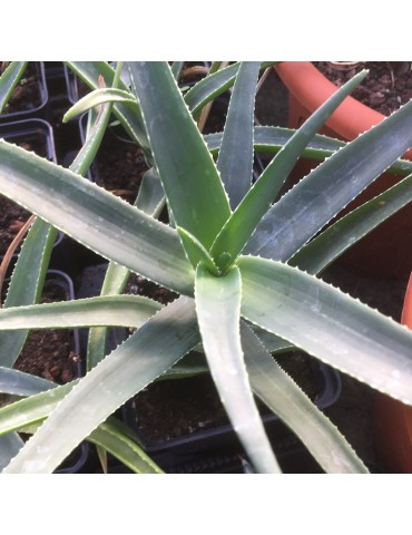 ALOE striatula