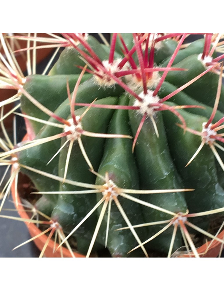 FEROCACTUS stainesii