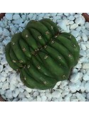 TRICHOCEREUS pachanoi f. cristata