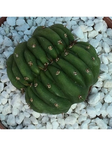 TRICHOCEREUS pachanoi f. cristata