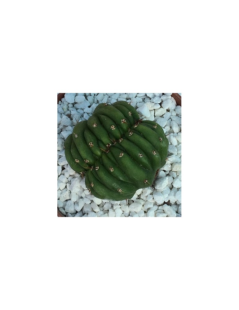 TRICHOCEREUS pachanoi f. cristata