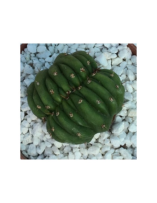 TRICHOCEREUS pachanoi f. cristata