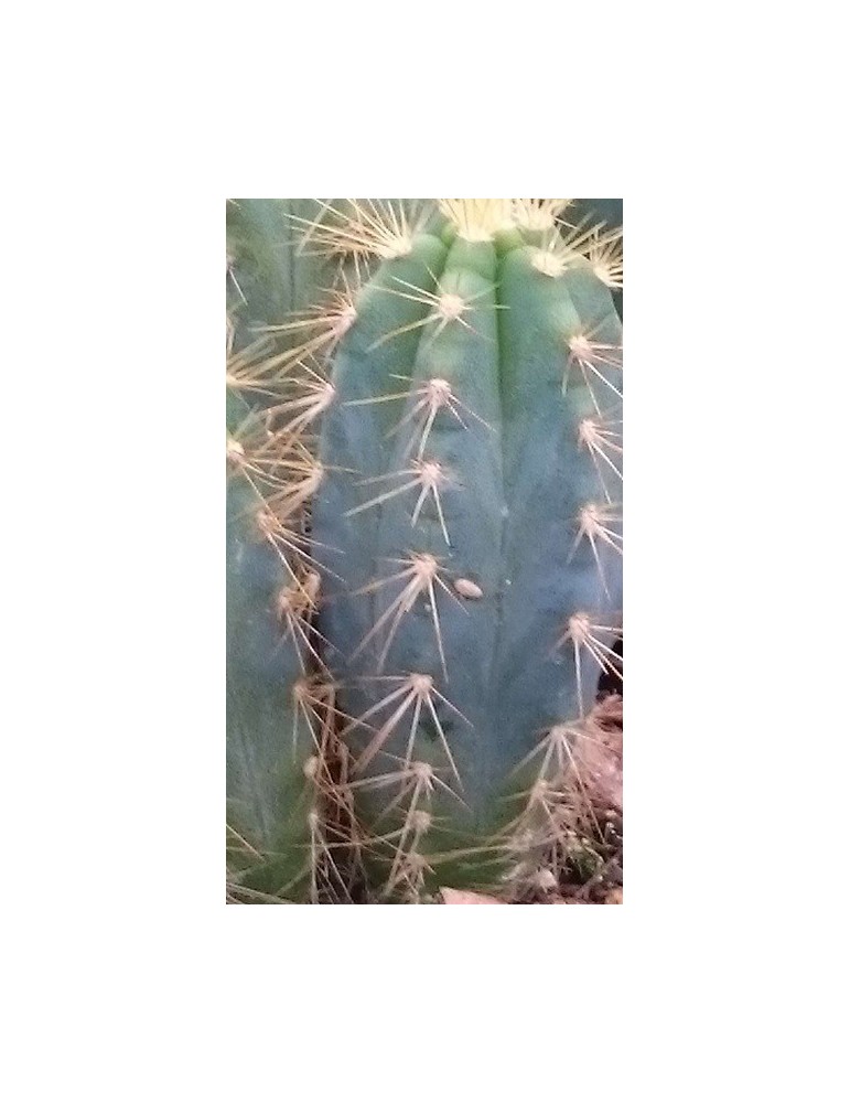 PILOSOCEREUS azureus