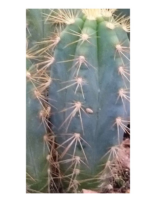 PILOSOCEREUS azureus