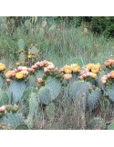 OPUNTIA scheerii