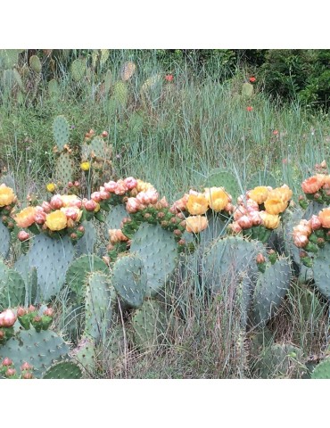 OPUNTIA engelmannii v. rastrera