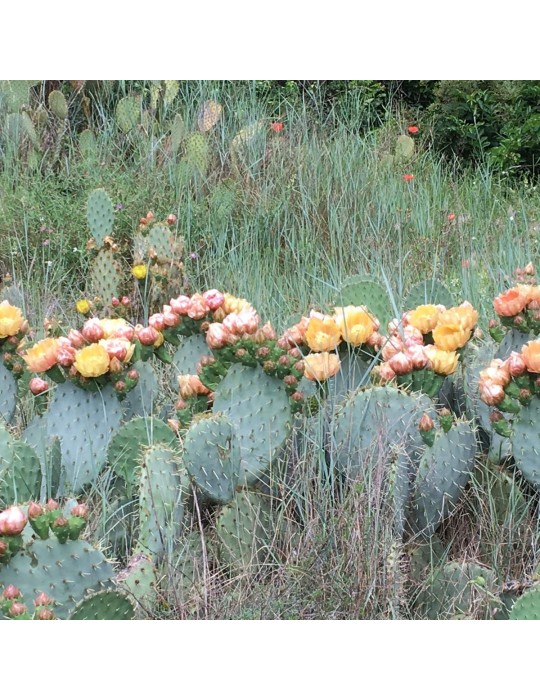 OPUNTIA scheerii OPUNTIA scheerii