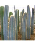 PILOSOCEREUS azureus