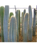 PILOSOCEREUS azureus