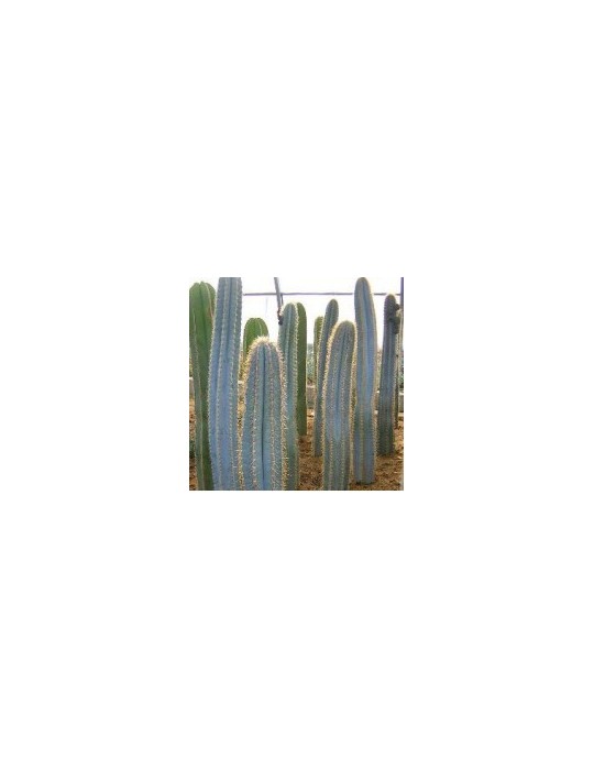 PILOSOCEREUS azureus