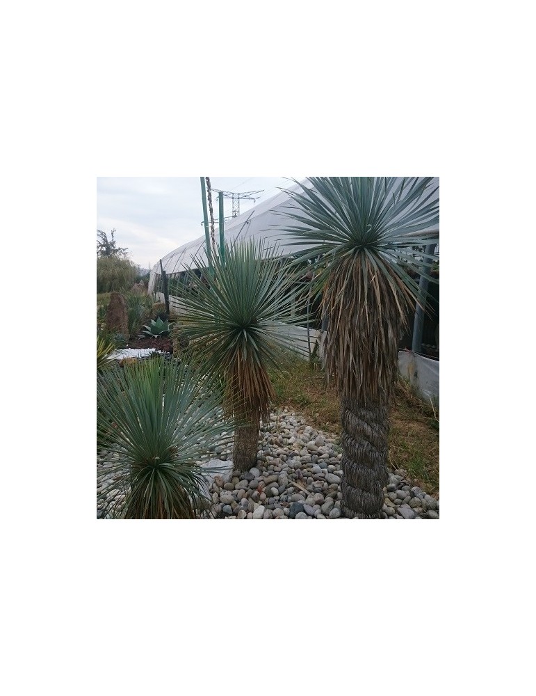 planter un yucca rostrata