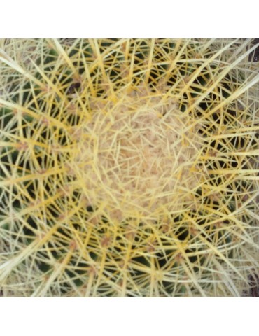 ECHINOCACTUS grusonii 2