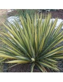 YUCCA filamentosa cv color guard