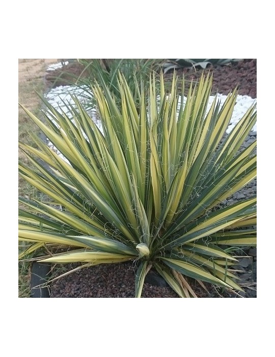YUCCA filamentosa cv color guard