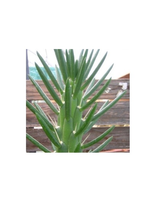 AUSTROCYLINDROPUNTIA subulata