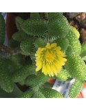 Delosperma lehmannii