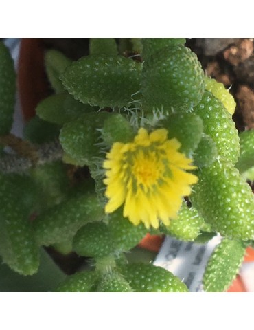 Delosperma echinatum