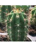 TRICHOCEREUS pachanoi