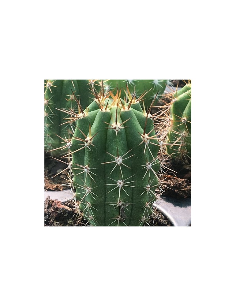 TRICHOCEREUS pachanoi