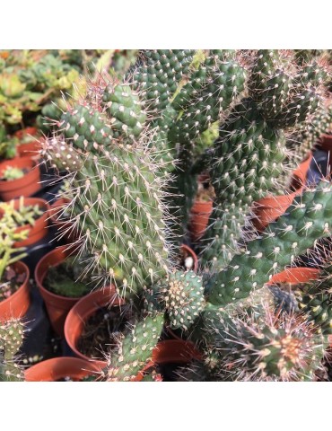 CYLINDROPUNTIA fulgida v. mammillata