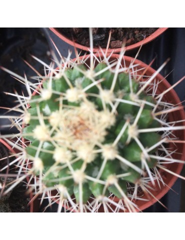 MAMMILLARIA conzattii