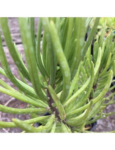 Senecio barbertonicus