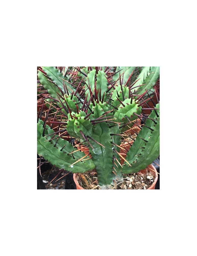 EUPHORBIA enopla