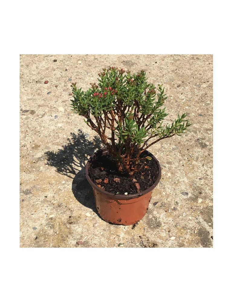 CRASSULA sarcocaulis