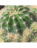 ECHINOPSIS eyriesii