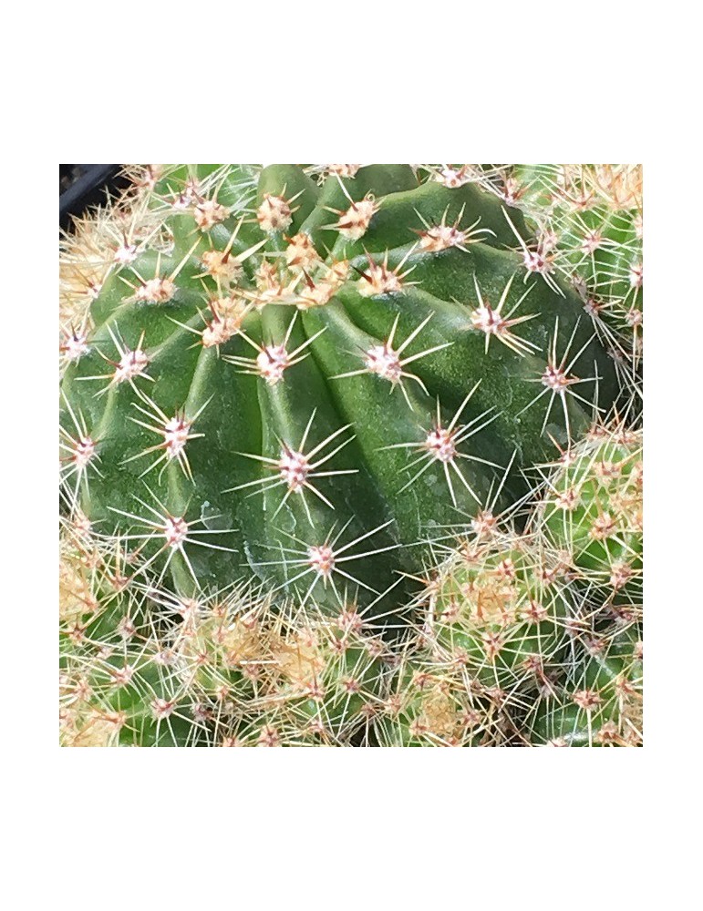 ECHINOPSIS eyriesii