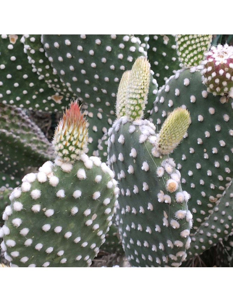 OPUNTIA microdasys albispina