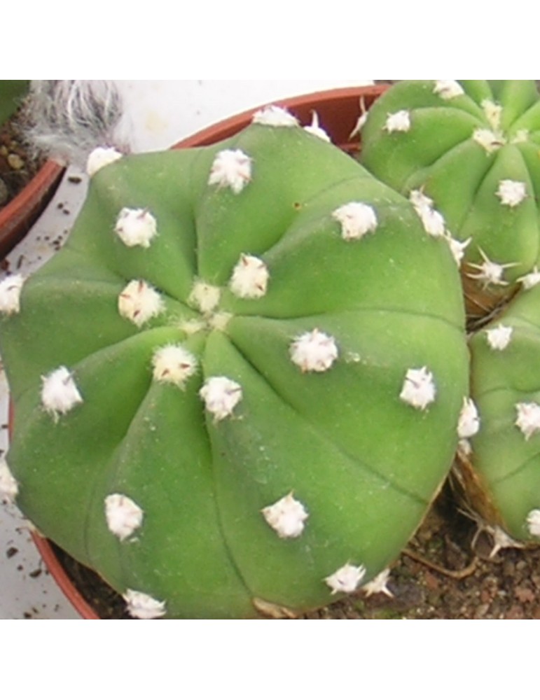 ECHINOPSIS subdenudata