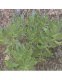 SEDUM praealtum