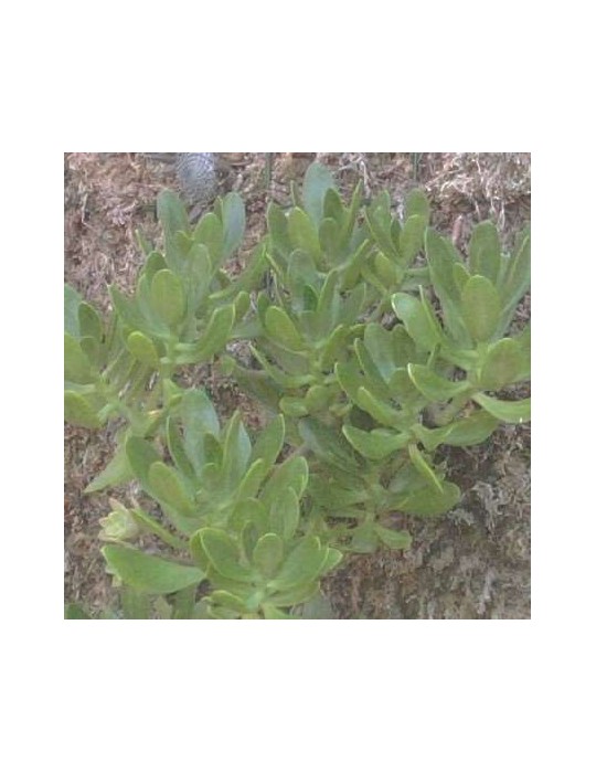 SEDUM praealtum