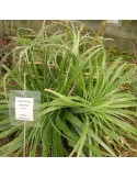 HECHTIA epigina