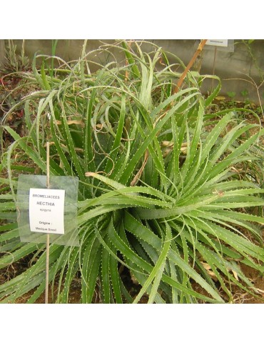 HECHTIA epigina