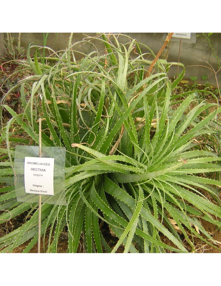 HECHTIA epigina