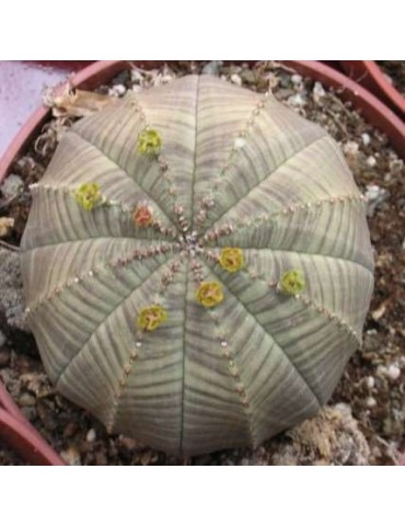 EUPHORBIA obesa