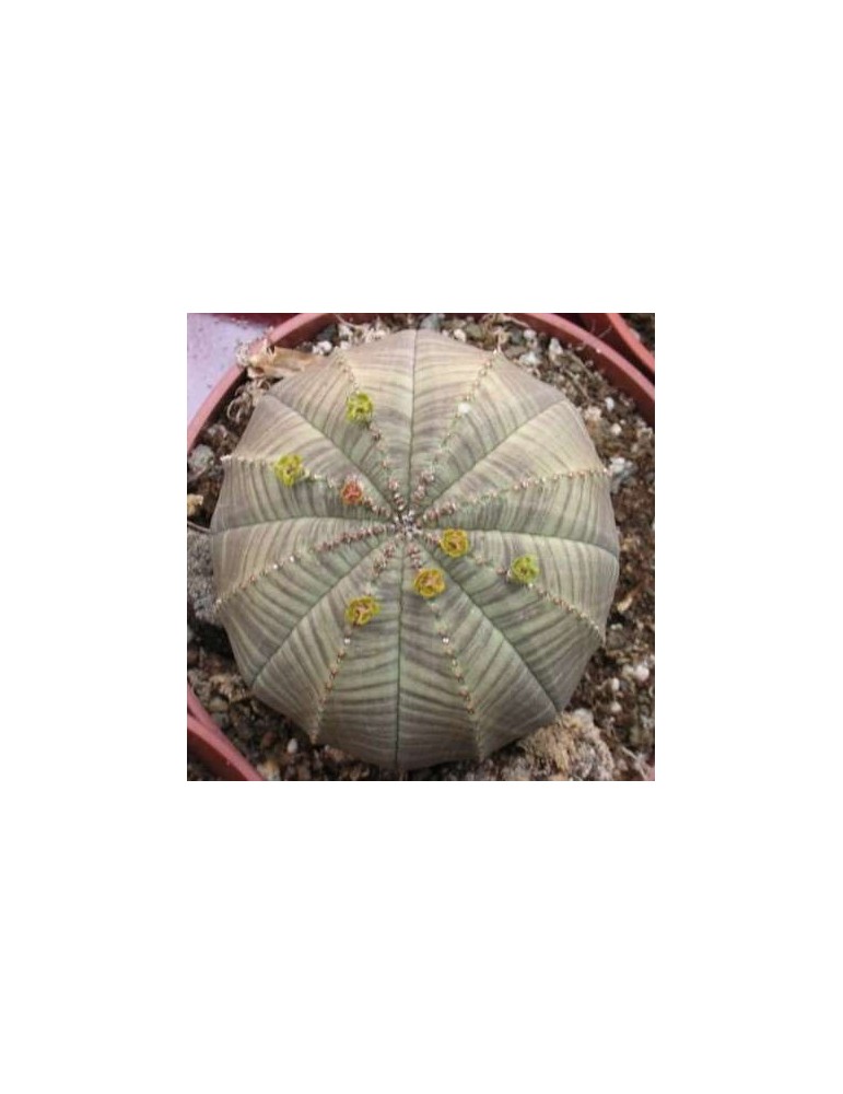 EUPHORBIA obesa