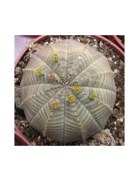 EUPHORBIA obesa EUPHORBIA obesa