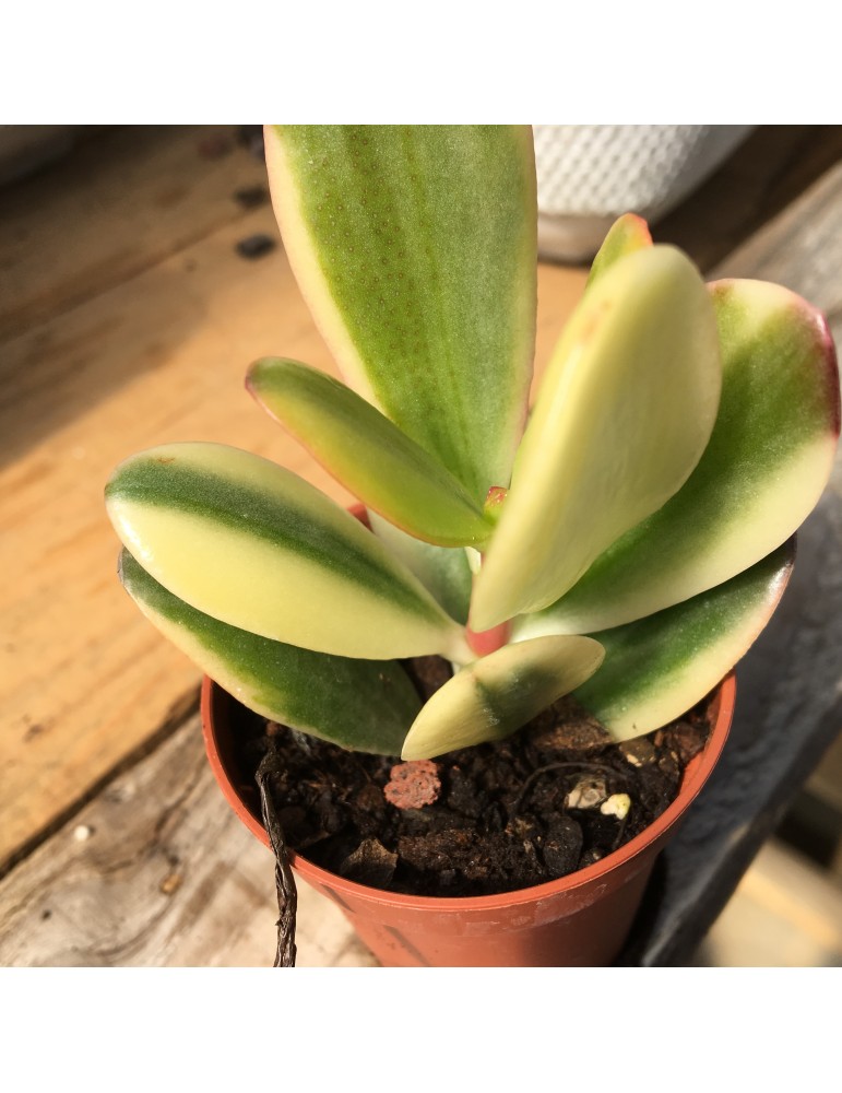 CRASSULA ovata variegata