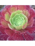 AEONIUM velour