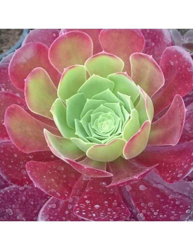 AEONIUM velour